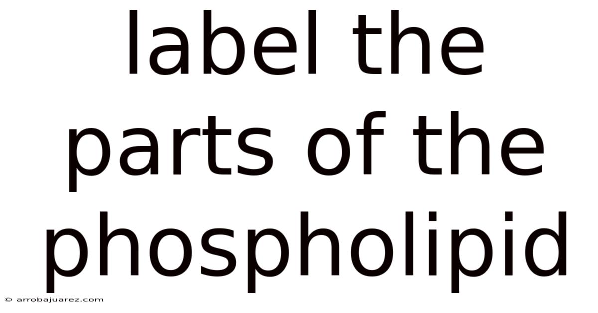 Label The Parts Of The Phospholipid