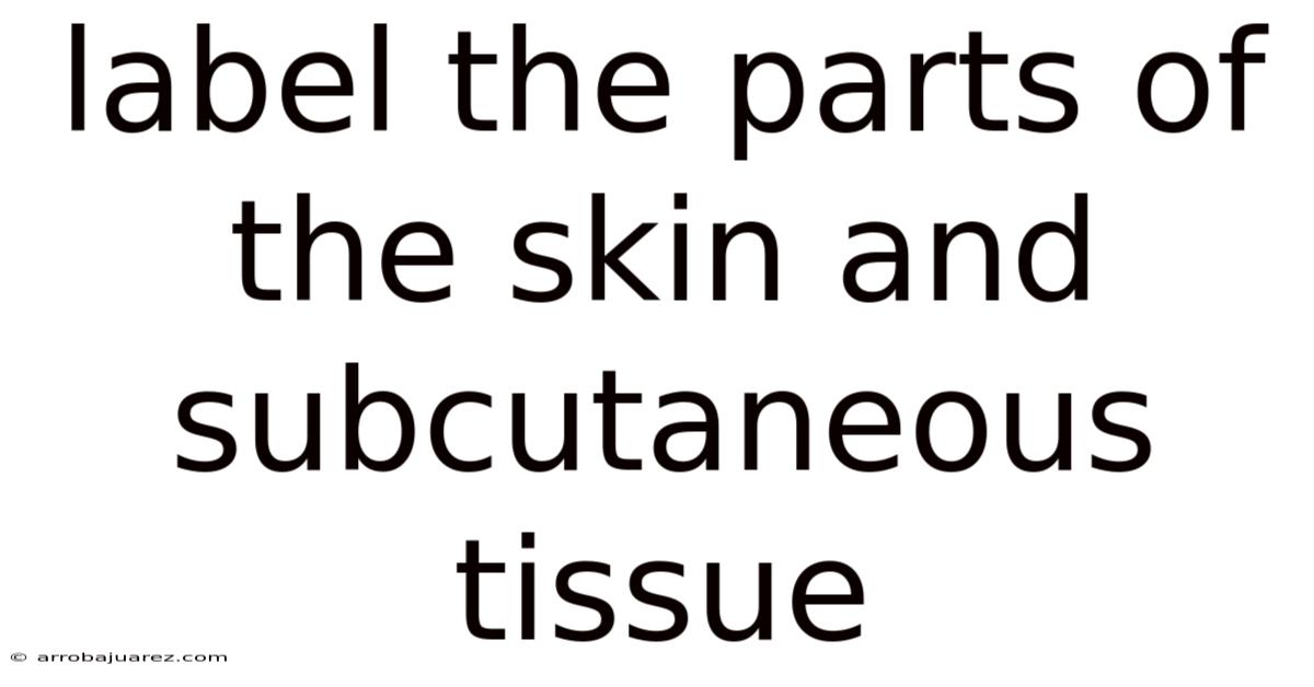 Label The Parts Of The Skin And Subcutaneous Tissue