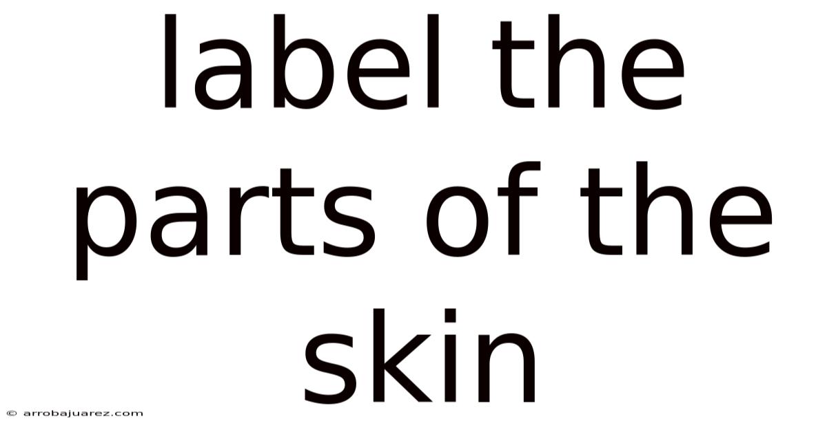 Label The Parts Of The Skin