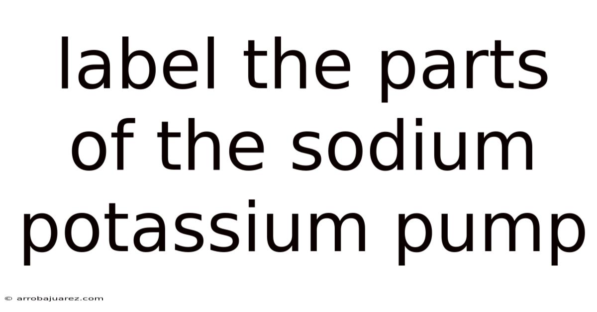 Label The Parts Of The Sodium Potassium Pump