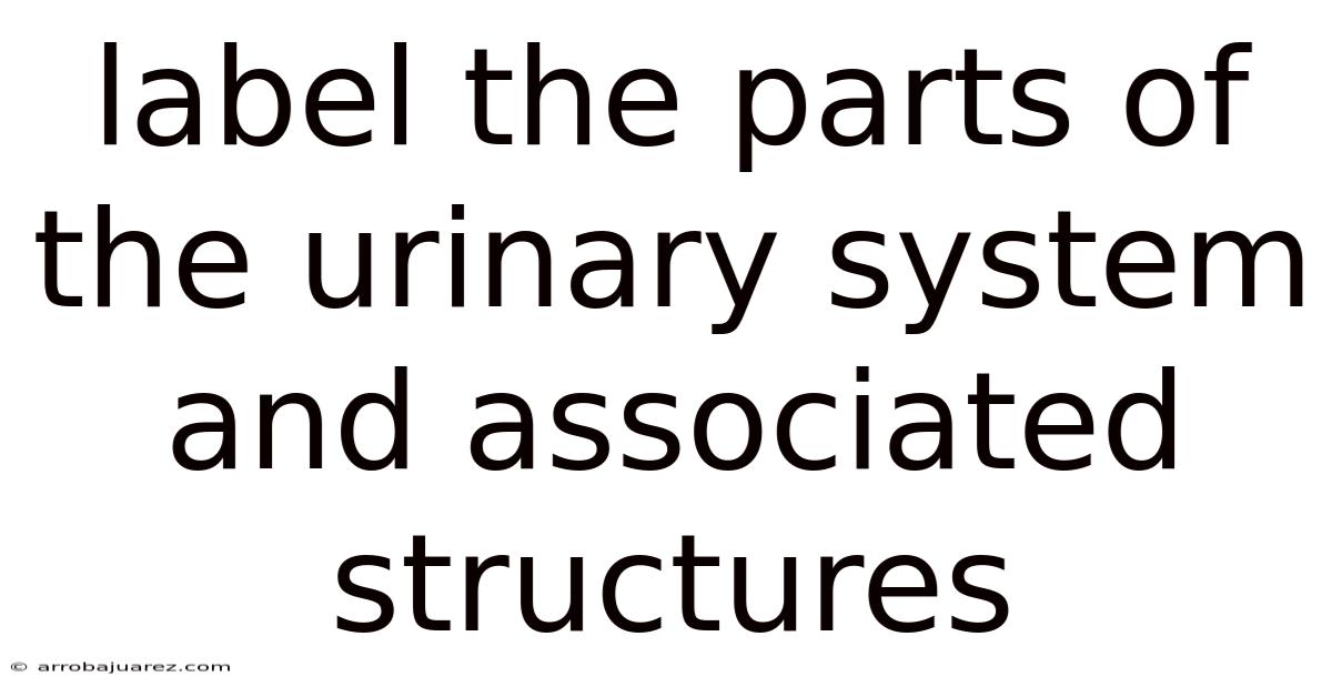 Label The Parts Of The Urinary System And Associated Structures
