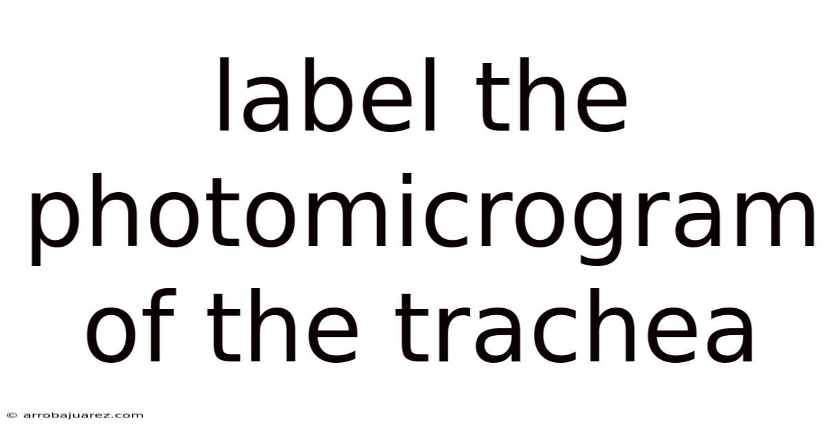 Label The Photomicrogram Of The Trachea