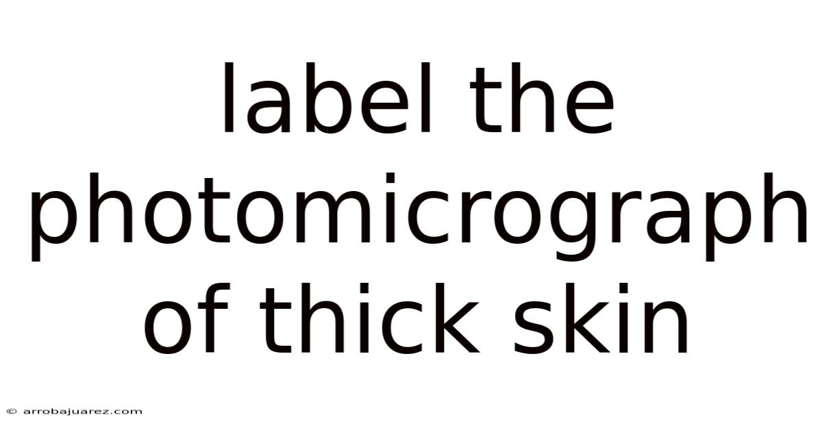 Label The Photomicrograph Of Thick Skin