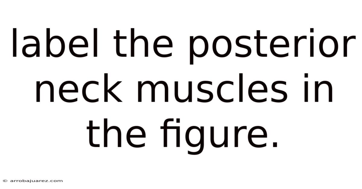 Label The Posterior Neck Muscles In The Figure.