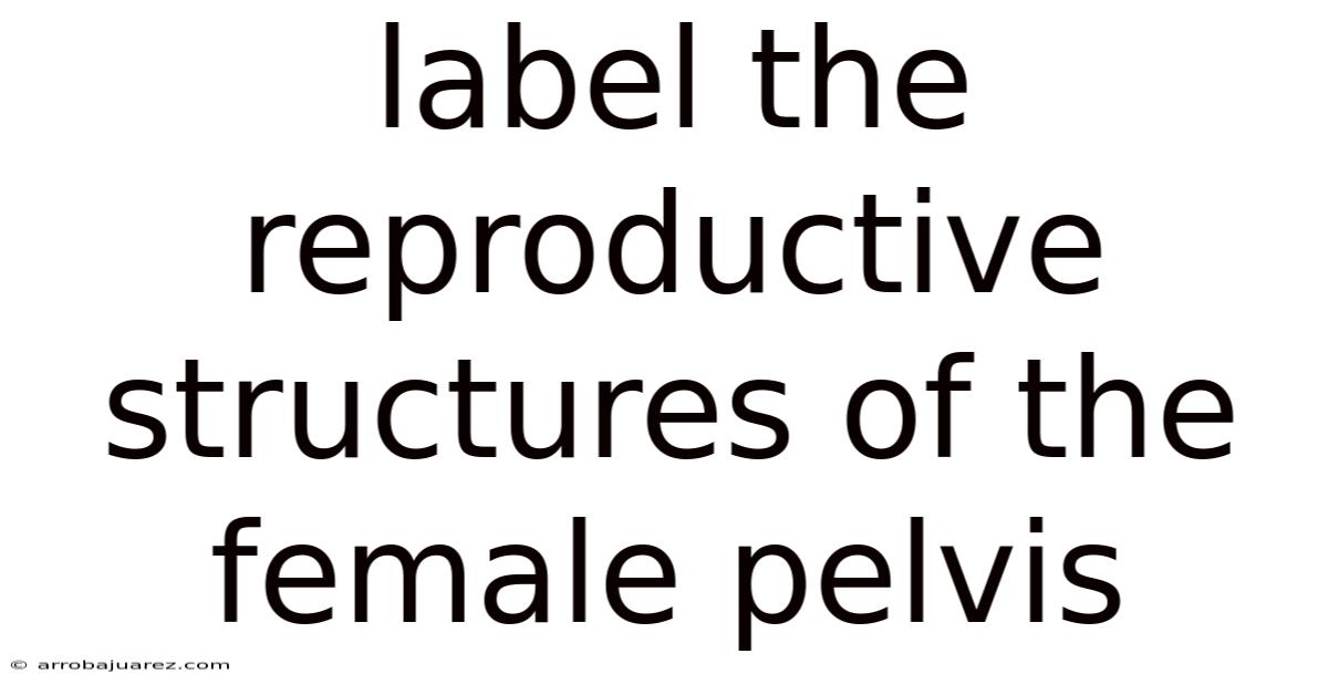 Label The Reproductive Structures Of The Female Pelvis