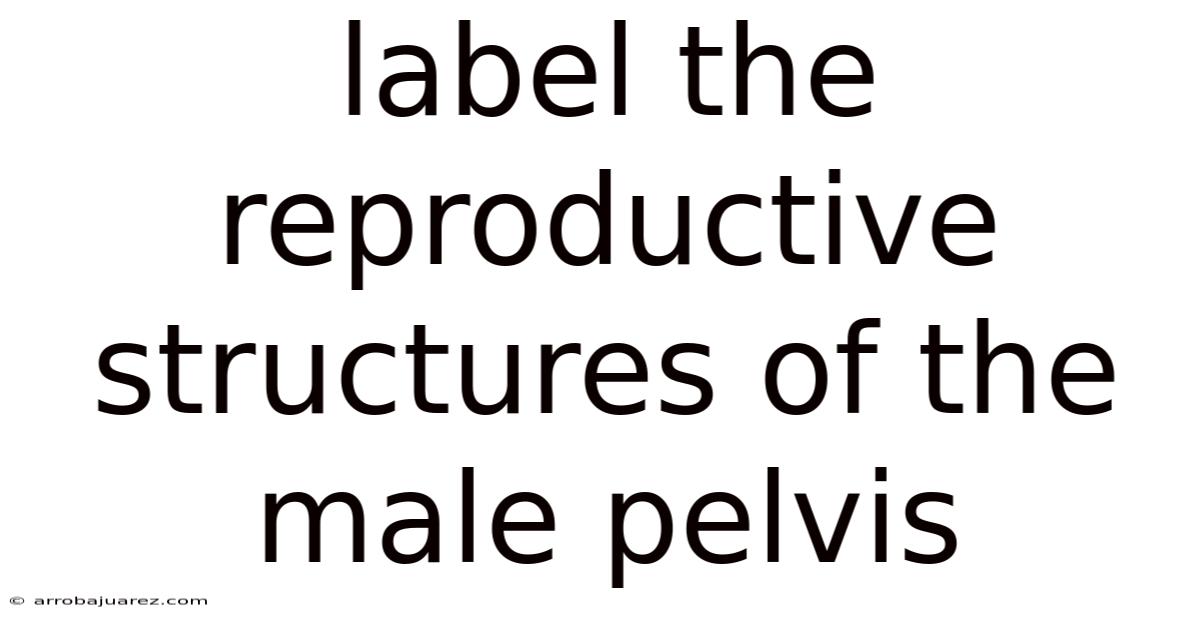Label The Reproductive Structures Of The Male Pelvis
