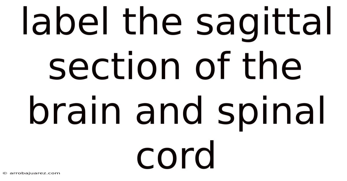 Label The Sagittal Section Of The Brain And Spinal Cord