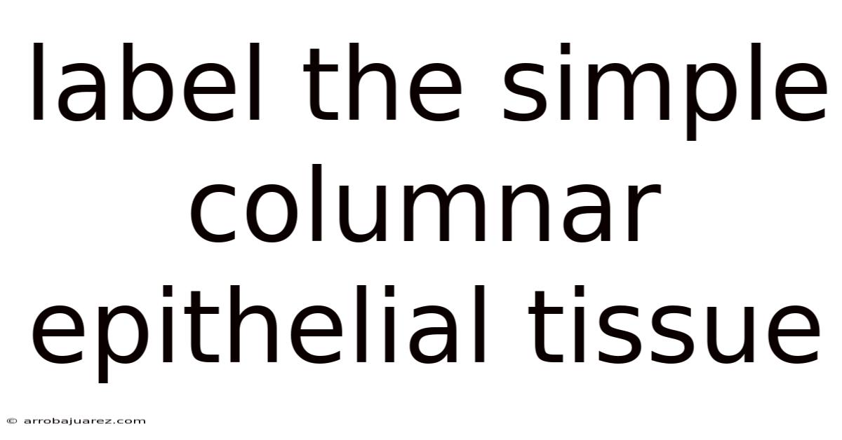 Label The Simple Columnar Epithelial Tissue