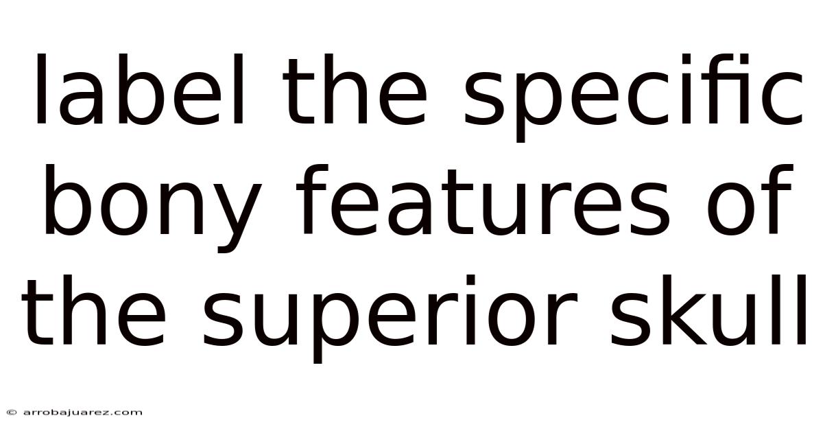 Label The Specific Bony Features Of The Superior Skull