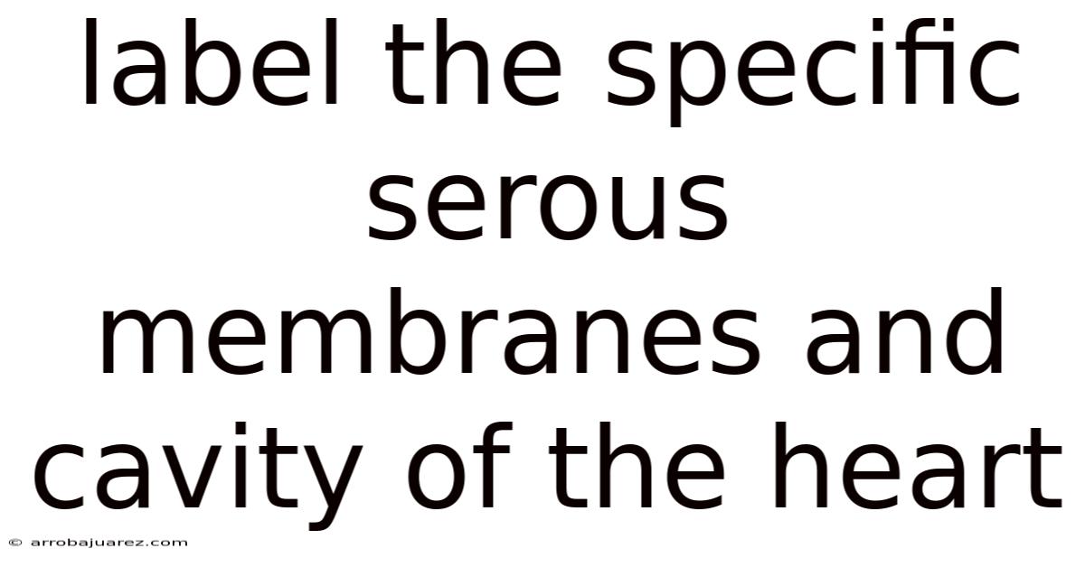Label The Specific Serous Membranes And Cavity Of The Heart