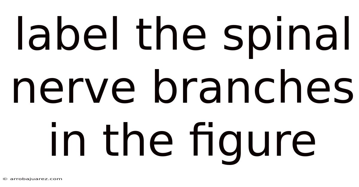 Label The Spinal Nerve Branches In The Figure