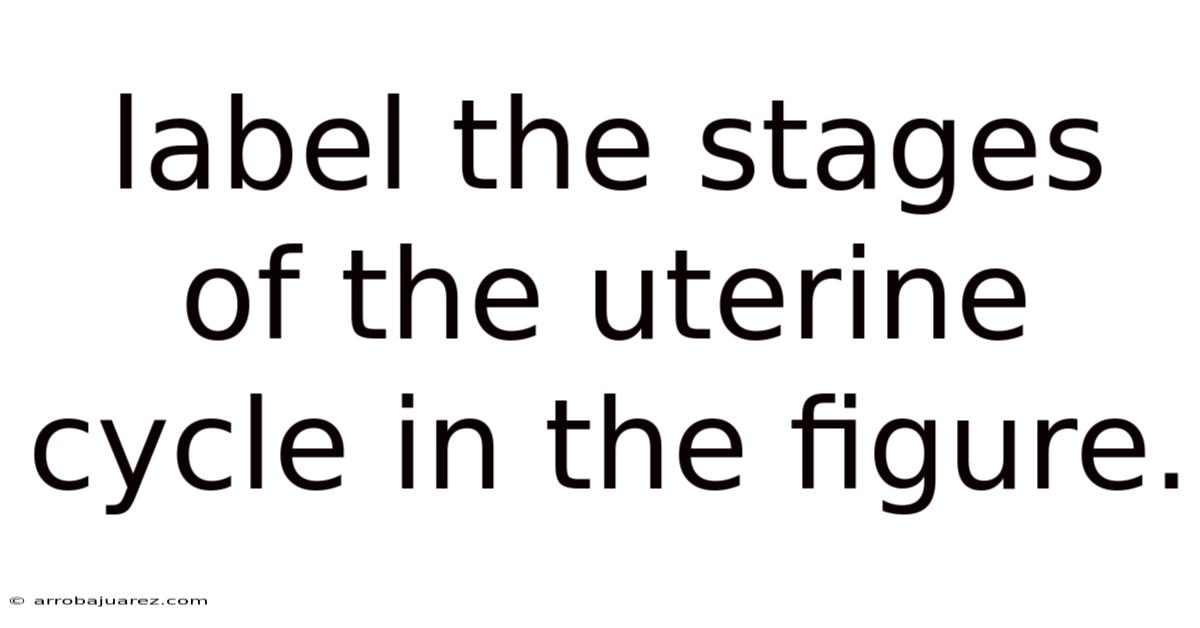 Label The Stages Of The Uterine Cycle In The Figure.