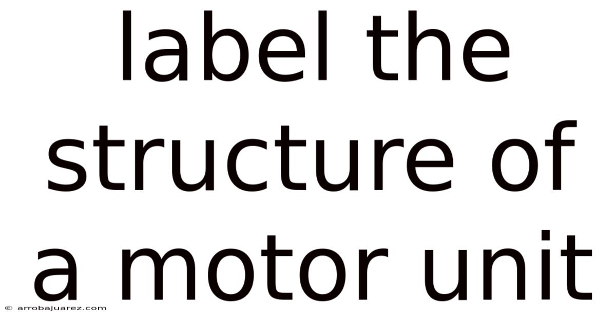 Label The Structure Of A Motor Unit