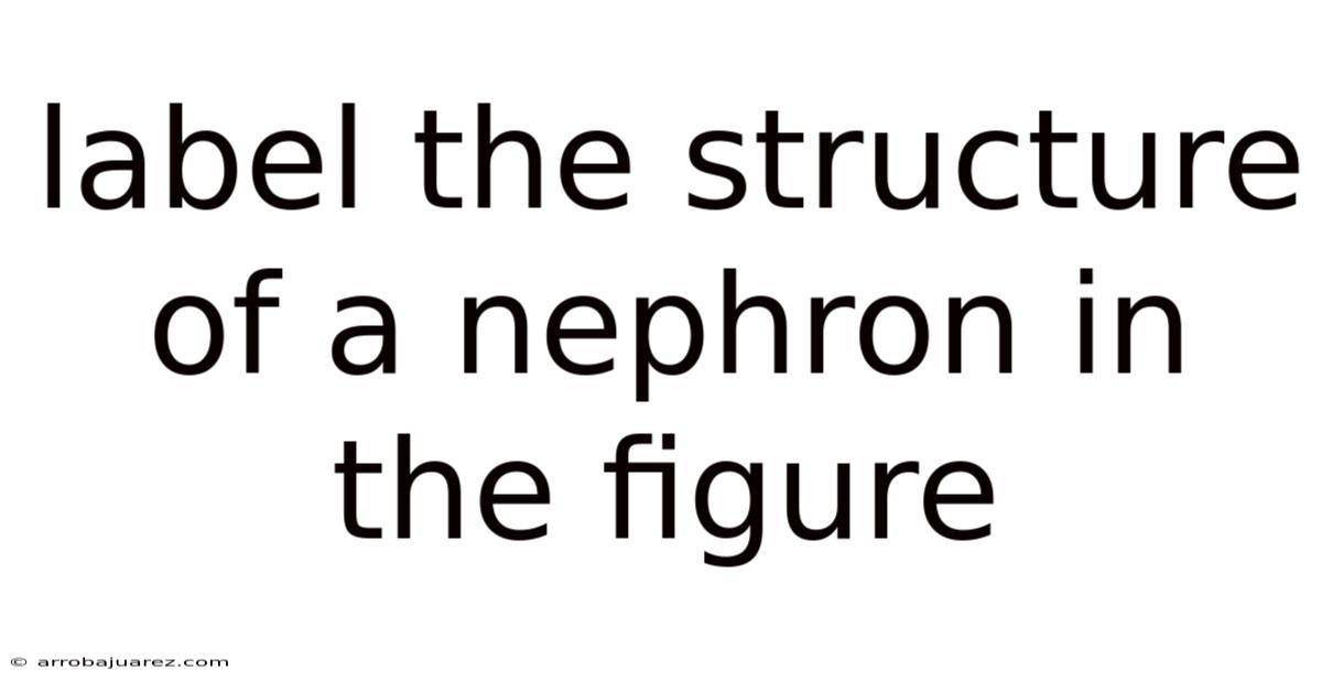 Label The Structure Of A Nephron In The Figure