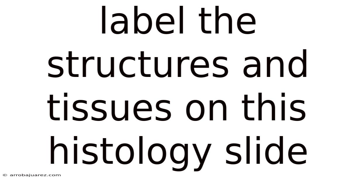 Label The Structures And Tissues On This Histology Slide