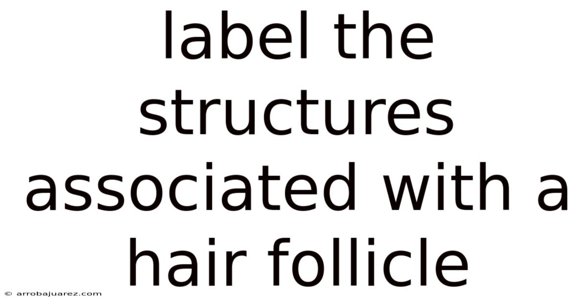 Label The Structures Associated With A Hair Follicle
