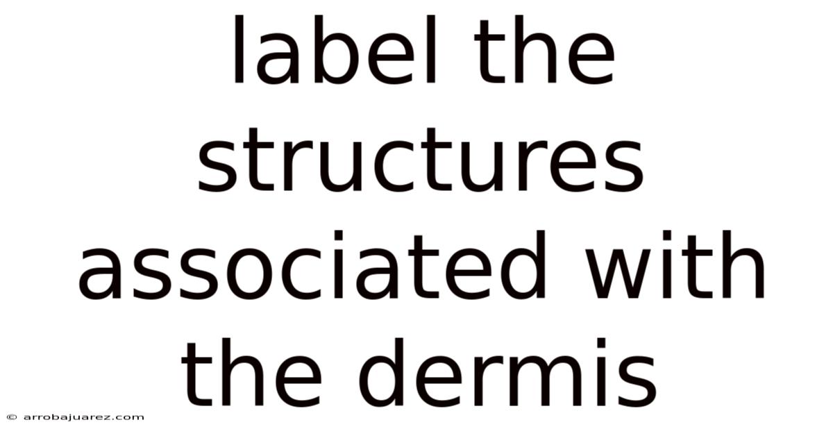 Label The Structures Associated With The Dermis