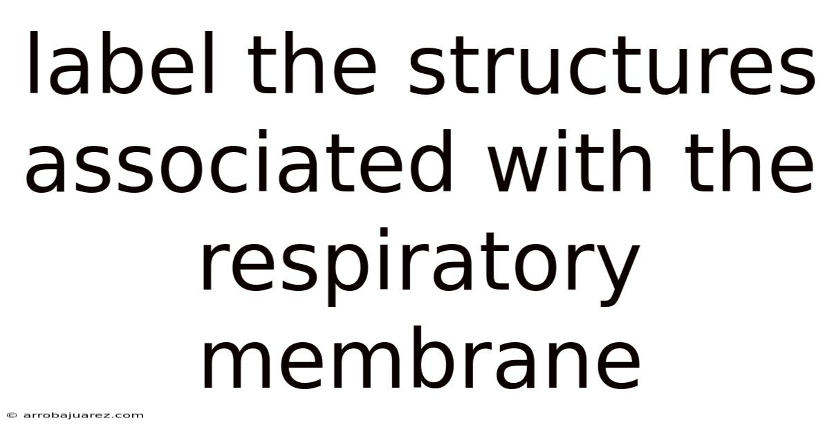 Label The Structures Associated With The Respiratory Membrane