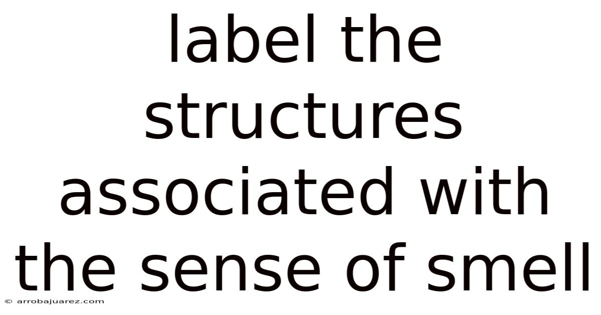 Label The Structures Associated With The Sense Of Smell