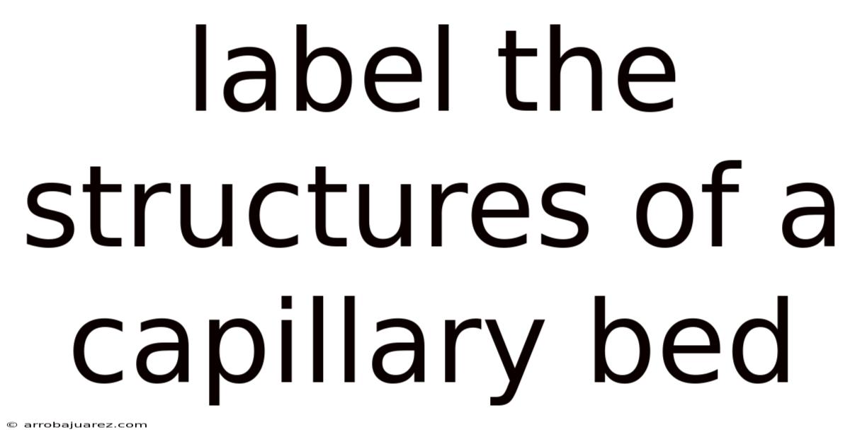 Label The Structures Of A Capillary Bed