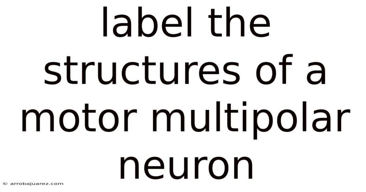 Label The Structures Of A Motor Multipolar Neuron
