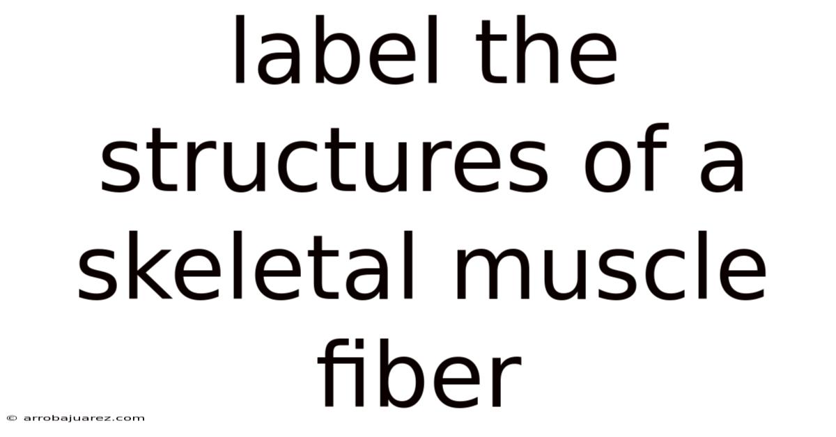 Label The Structures Of A Skeletal Muscle Fiber