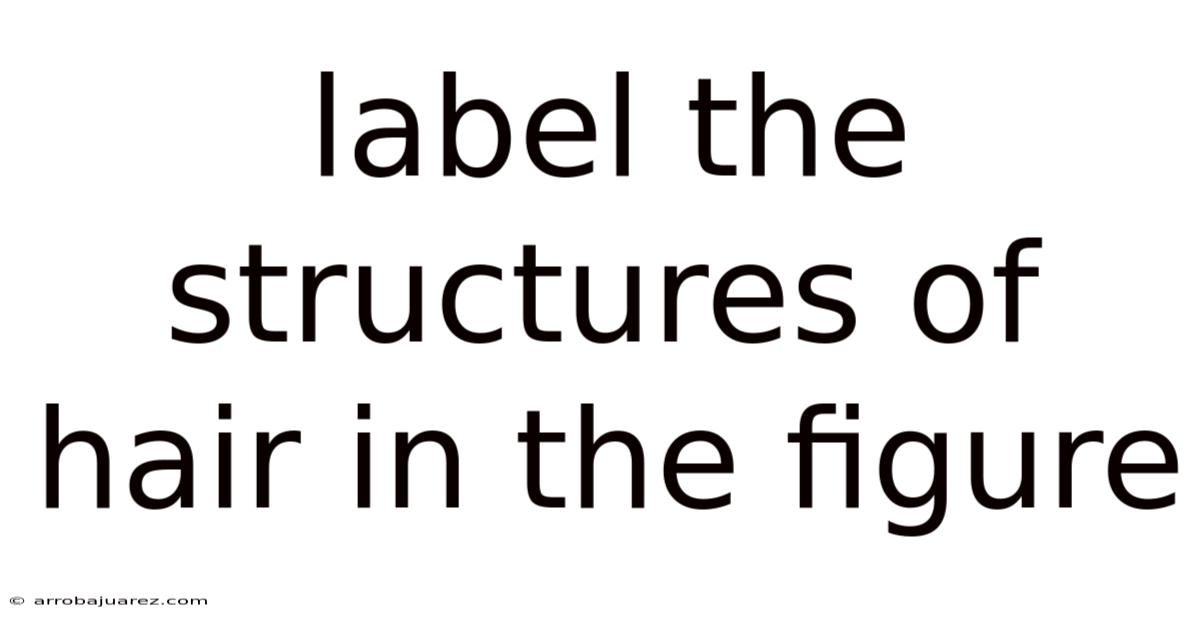 Label The Structures Of Hair In The Figure