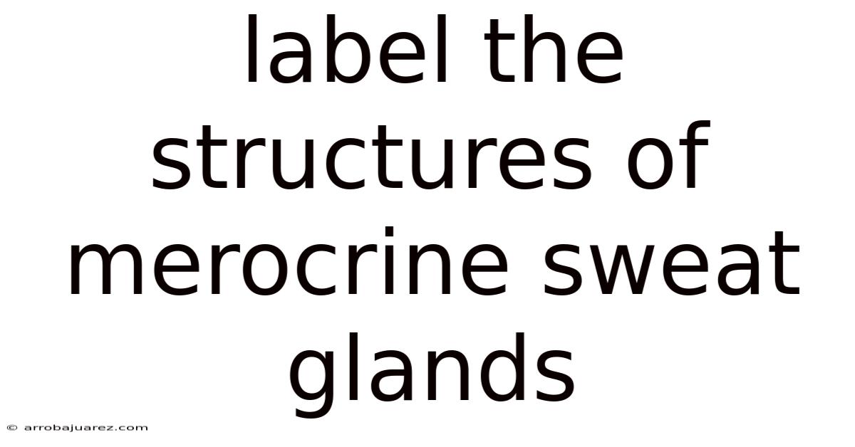 Label The Structures Of Merocrine Sweat Glands