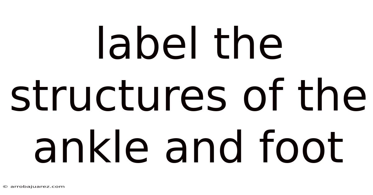 Label The Structures Of The Ankle And Foot
