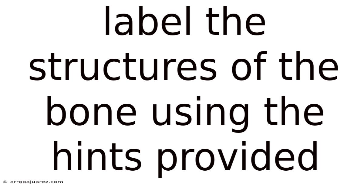 Label The Structures Of The Bone Using The Hints Provided