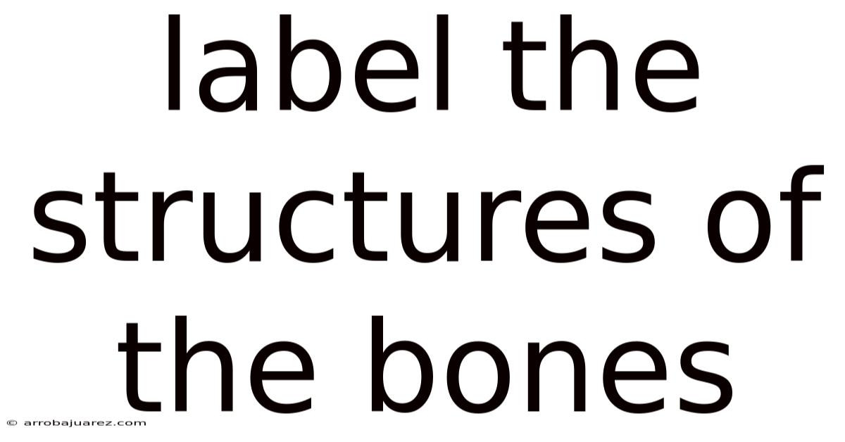 Label The Structures Of The Bones