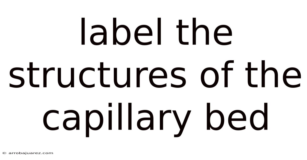 Label The Structures Of The Capillary Bed