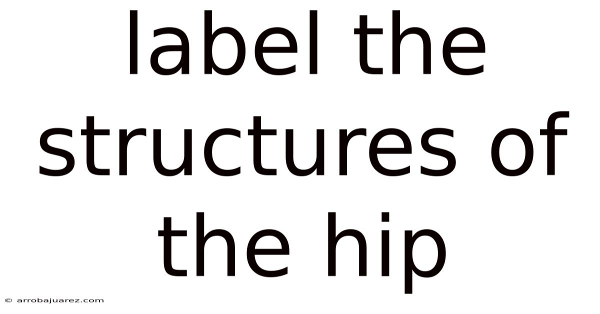 Label The Structures Of The Hip