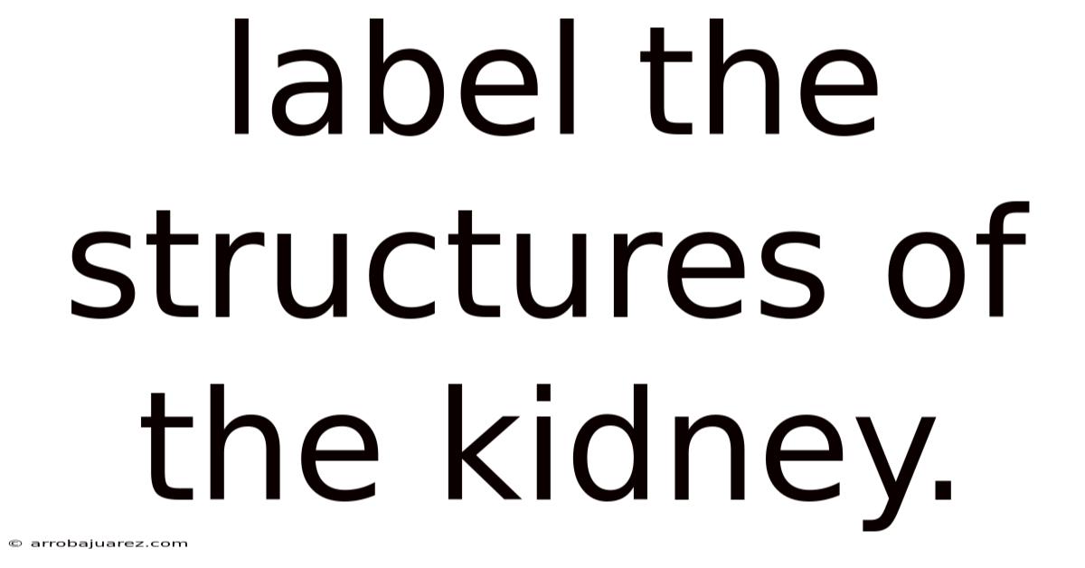 Label The Structures Of The Kidney.