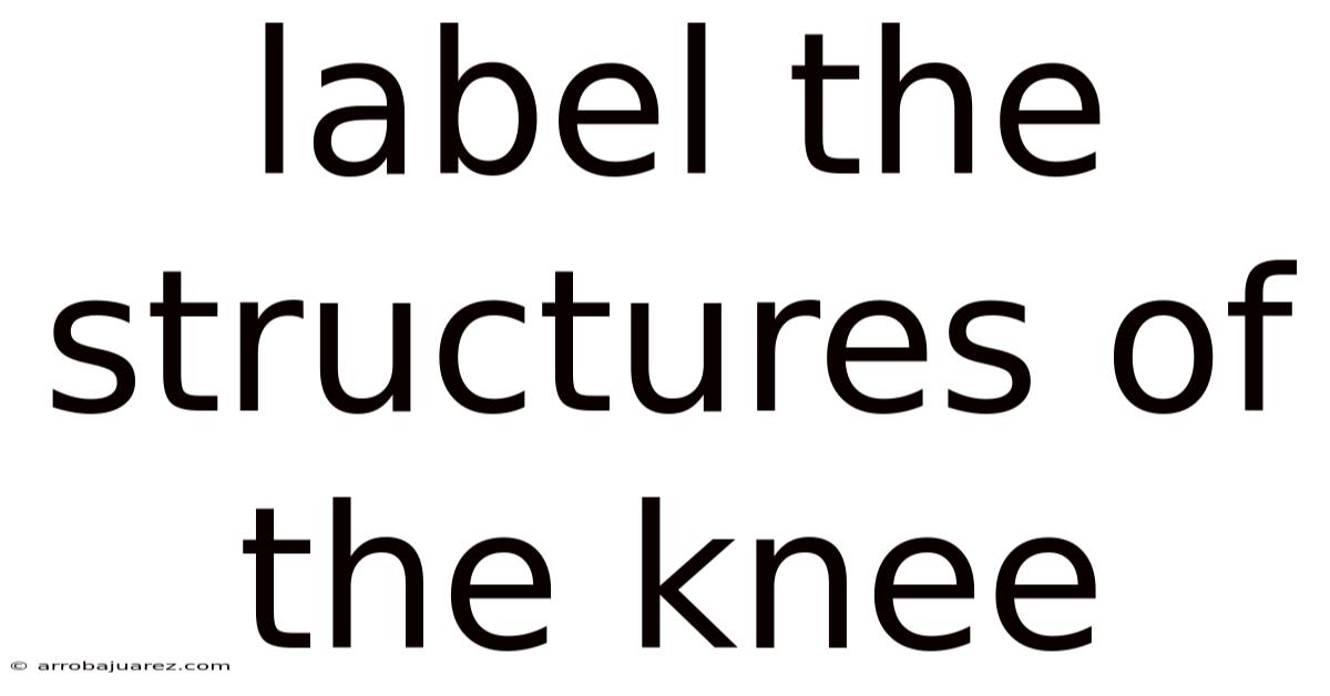 Label The Structures Of The Knee