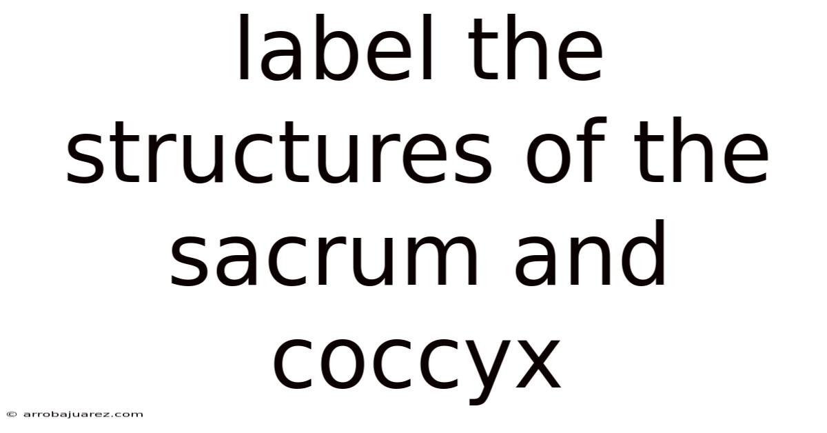 Label The Structures Of The Sacrum And Coccyx