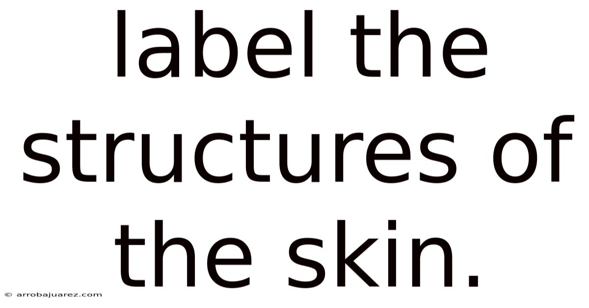 Label The Structures Of The Skin.