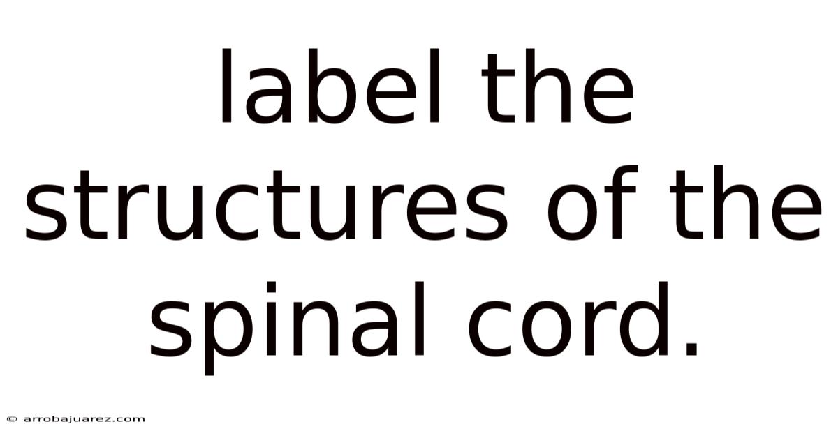 Label The Structures Of The Spinal Cord.
