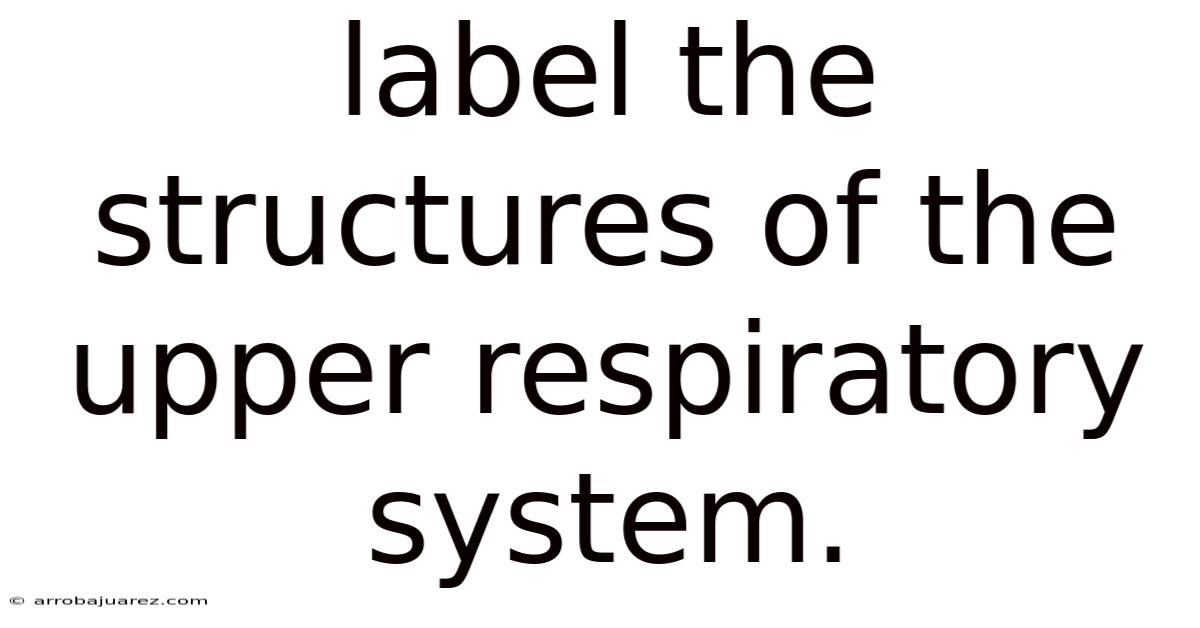 Label The Structures Of The Upper Respiratory System.