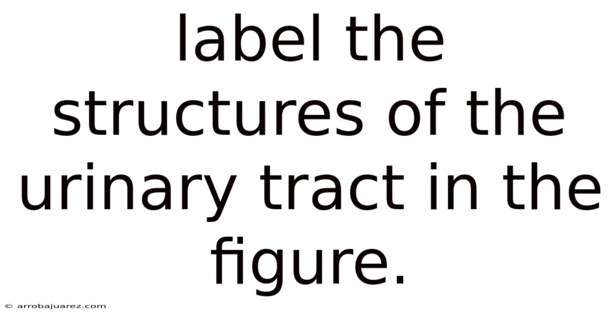 Label The Structures Of The Urinary Tract In The Figure.