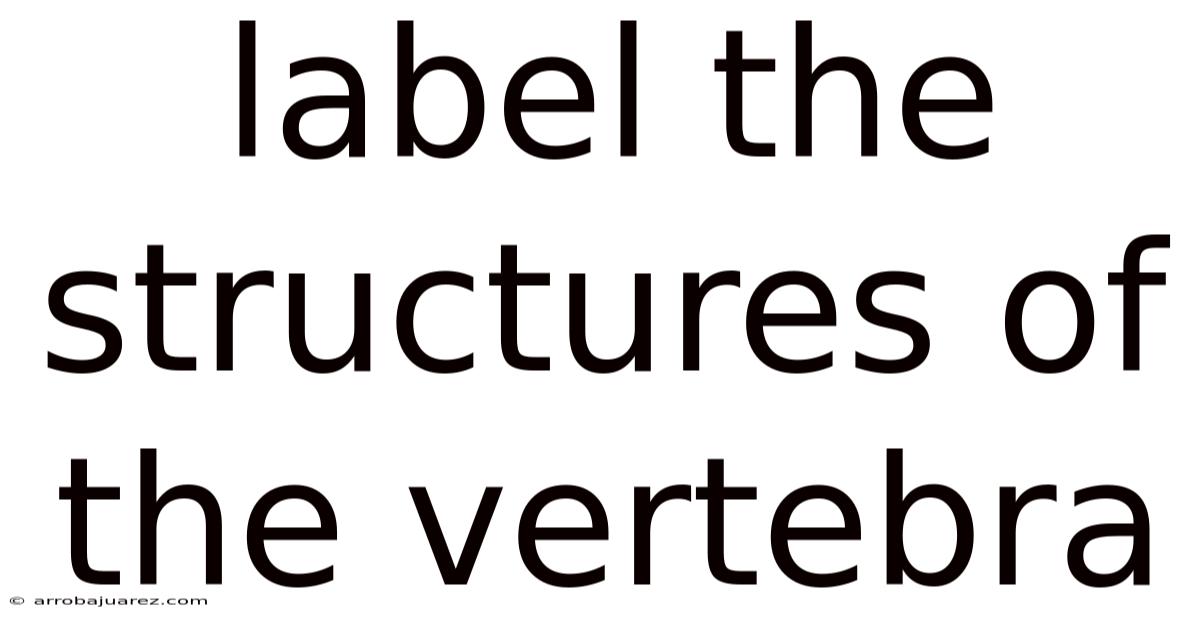 Label The Structures Of The Vertebra