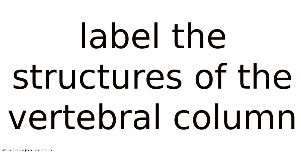 Label The Structures Of The Vertebral Column