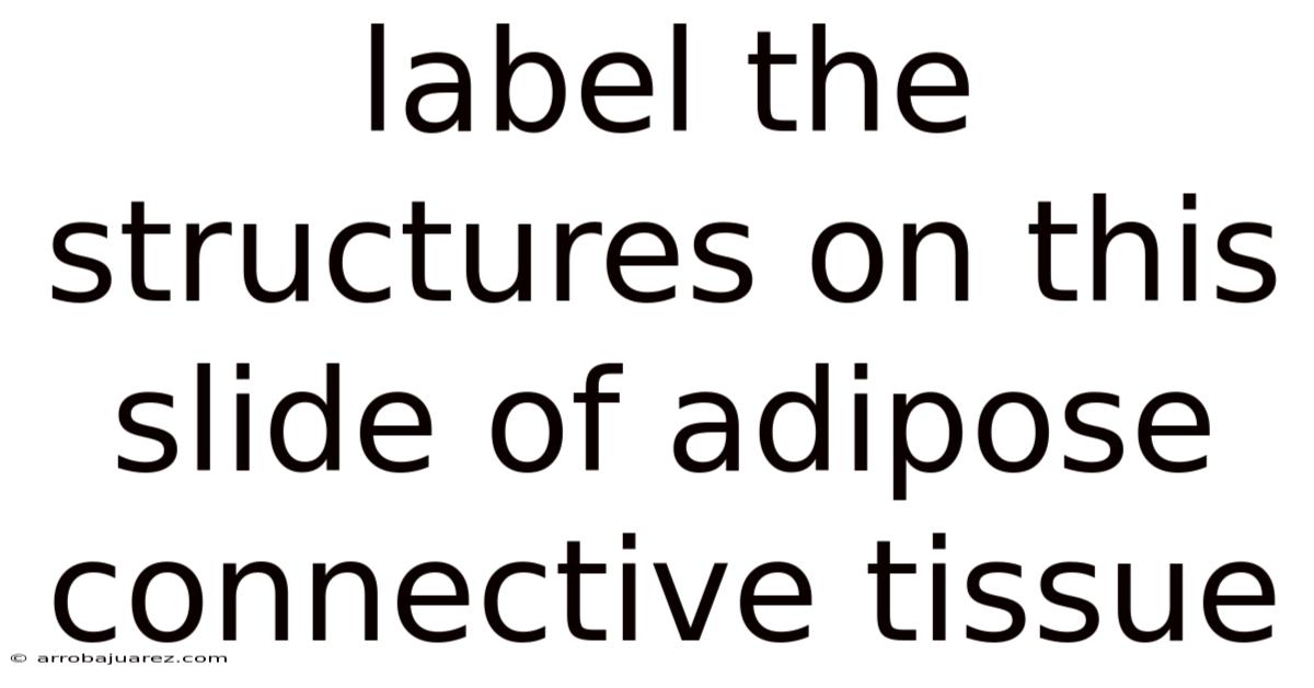 Label The Structures On This Slide Of Adipose Connective Tissue