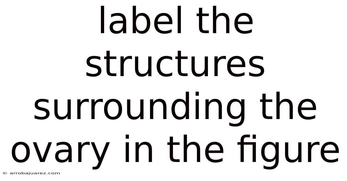 Label The Structures Surrounding The Ovary In The Figure