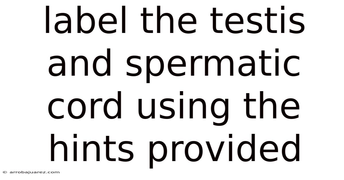 Label The Testis And Spermatic Cord Using The Hints Provided