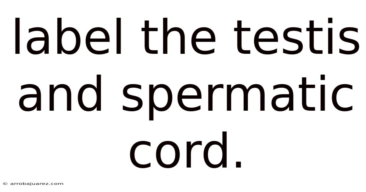 Label The Testis And Spermatic Cord.
