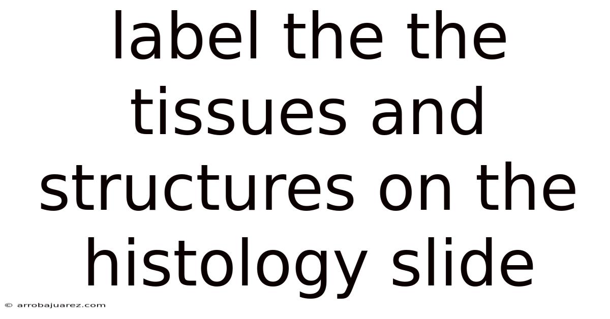 Label The The Tissues And Structures On The Histology Slide