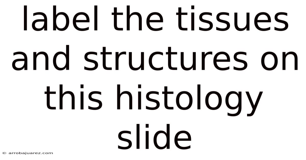 Label The Tissues And Structures On This Histology Slide