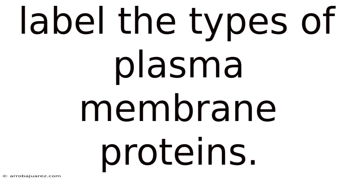 Label The Types Of Plasma Membrane Proteins.