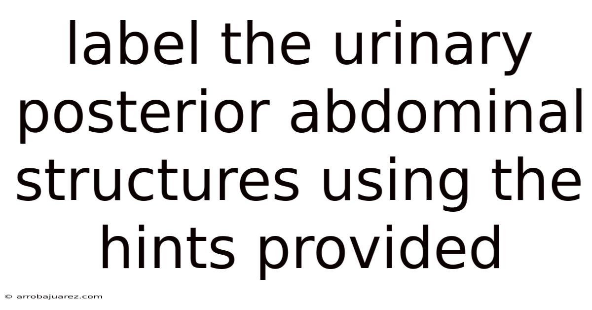 Label The Urinary Posterior Abdominal Structures Using The Hints Provided